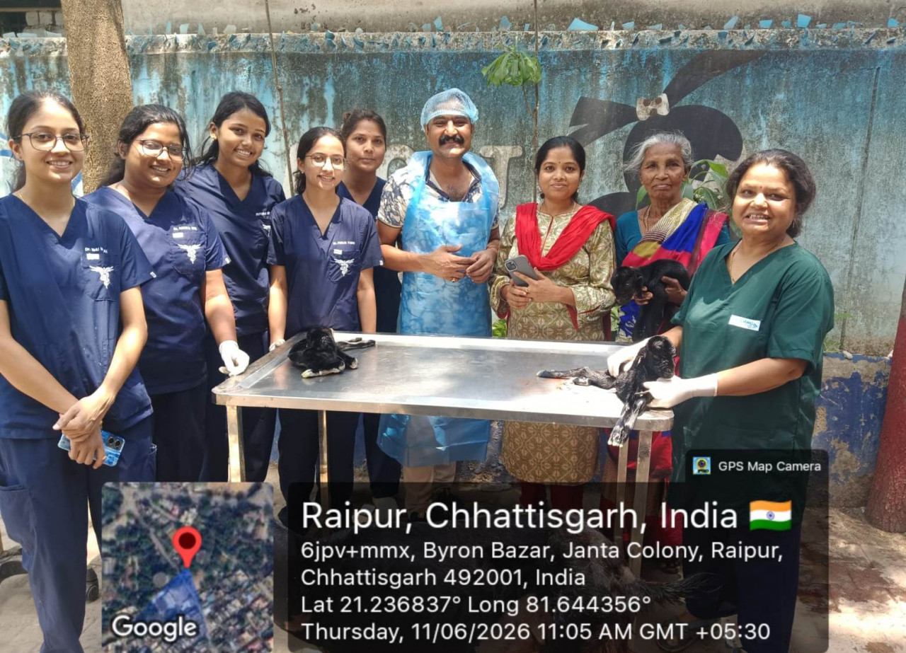 छत्तीसगढ़ के पशु चिकित्सालय में दुर्लभ सिजेरियन ऑपरेशन, तीन स्वस्थ मेमनों का जन्म
